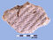 Artefact: 01-Imprinted Sherd. Material: Clay. Age: *Late Ceramic Age 200AD/500AD *Ceramic Age dates vary thoughout the Area.These dates are specific to Antigua.