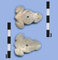 Artefact: 03-Conch Shell Ornament (Frog) of Unknown Purpose. Material: Conch Shell. Age: *Early Ceramic Age 200AD/500AD *Ceramic Age dates vary thoughout the Area.These dates are specific to Antigua.
